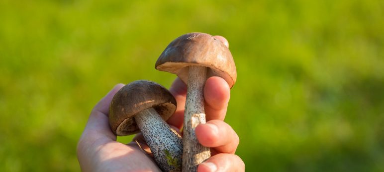 Отруєння грибами: профілактика і перша допомога